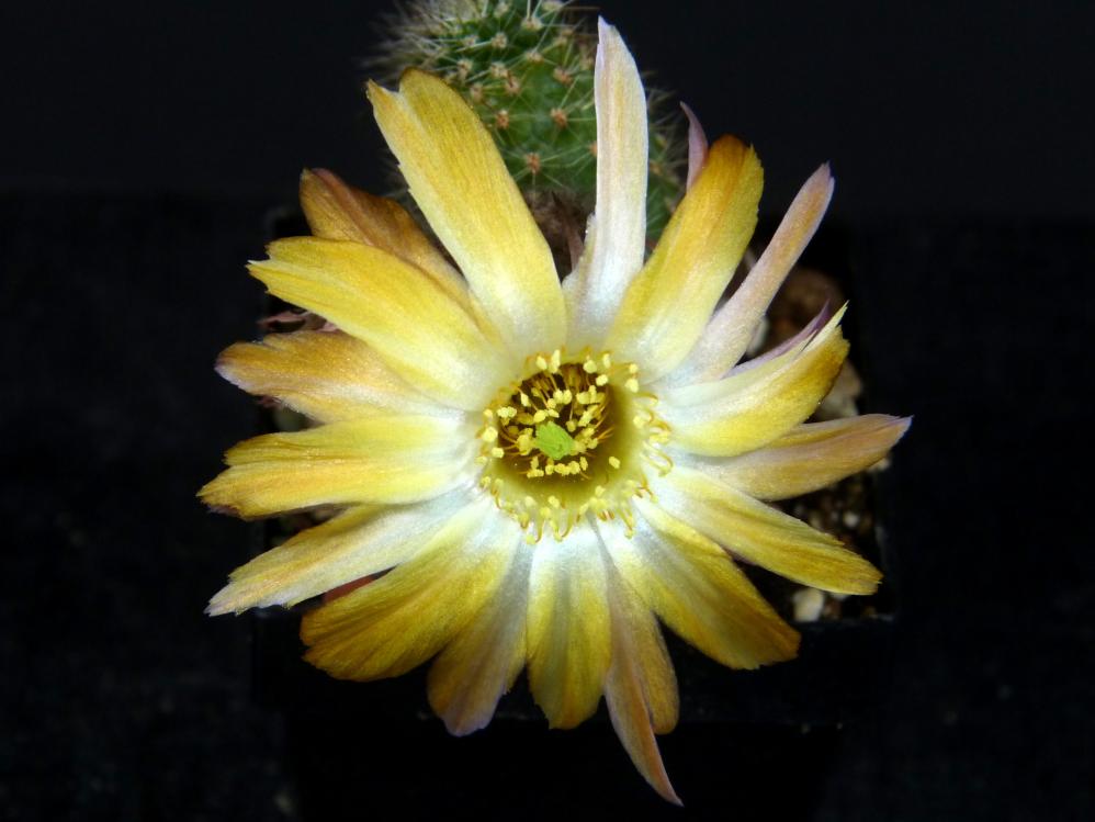 Chamaecereus
